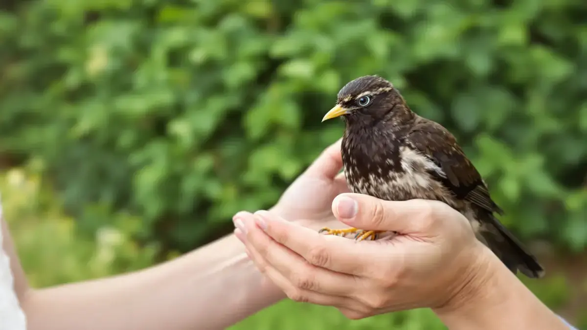 Gewonde volwassen vogel: de reflexen die echt helpen (en die de situatie juist verergeren)