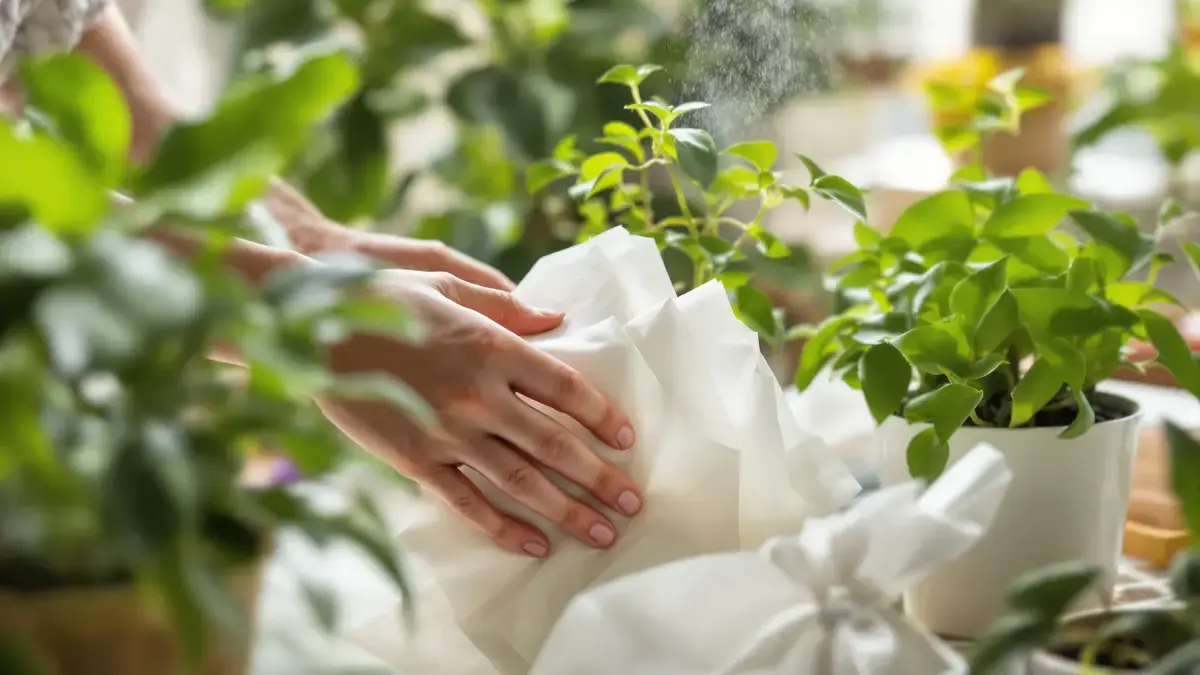Deze eenvoudige truc met keukenpapier helpt kamerplanten echt om te overleven